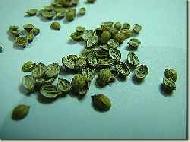 Coir Fiber