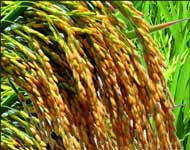 Coir Fiber
