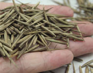 Coir Fiber