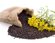 Coir Fiber