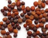 Coir Fiber