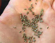 Coir Fiber