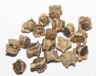 Coir Fiber
