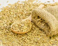 Coir Fiber