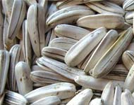 Coir Fiber
