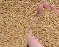 Coir Fiber