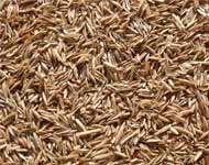 Coir Fiber