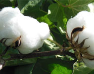 Coir Fiber