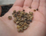 Coir Fiber