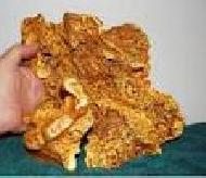 Coir Fiber