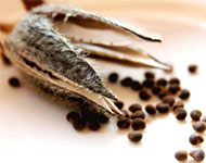 Coir Fiber