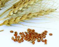Coir Fiber