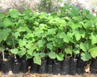 Coir Fiber
