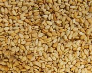Coir Fiber