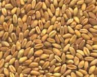 Coir Fiber
