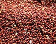 Coir Fiber