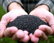Coir Fiber