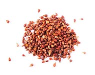 Coir Fiber