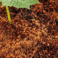 Coir Fiber
