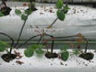 Coir Fiber