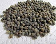 Coir Fiber
