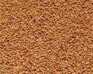 Coir Fiber