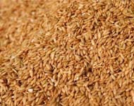 Coir Fiber