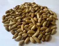 Coir Fiber