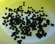 Coir Fiber