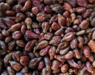 Coir Fiber