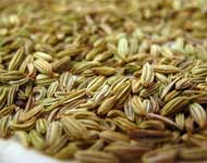 Coir Fiber