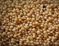 Coir Fiber