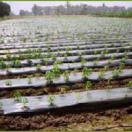Coir Fiber