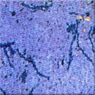 Coir Fiber