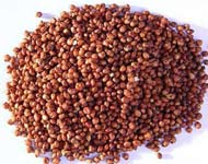 Coir Fiber
