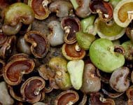 Coir Fiber