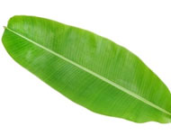 Coir Fiber