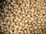 Coir Fiber