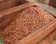 Coir Fiber