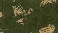 Coir Fiber