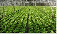 Coir Fiber