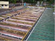 Coir Fiber