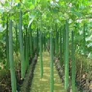 Coir Fiber