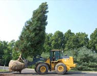 Coir Fiber
