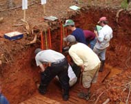 Coir Fiber