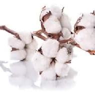 Coir Fiber