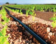 Coir Fiber