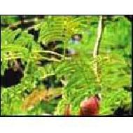 Coir Fiber