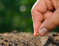 Coir Fiber