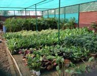 Coir Fiber
